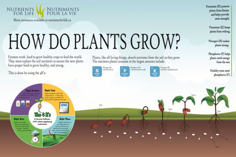 How Do Plants Grow poster