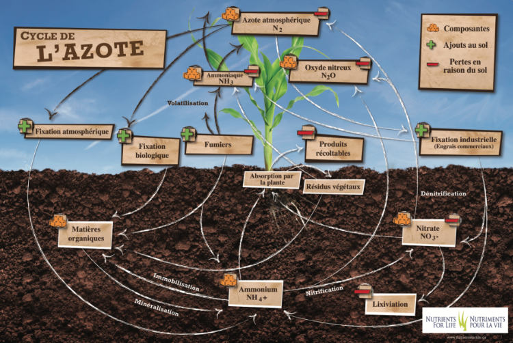 Nitrogen Cycle poster - French