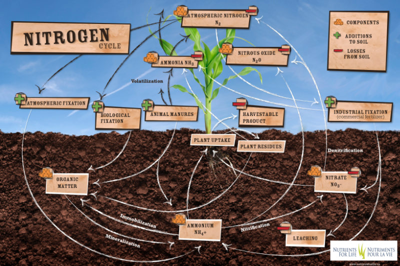 Nitrogen Cycle poster