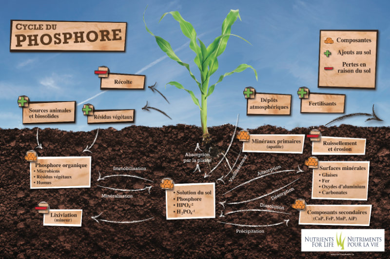 Phosphorus Cycle poster - French