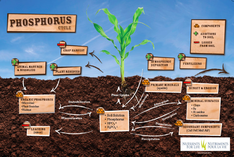 Phosphorus Cycle poster