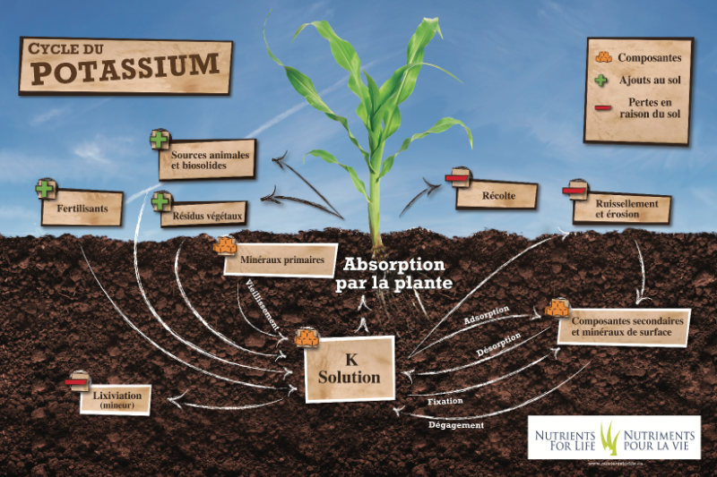 Potassium Cycle poster - French