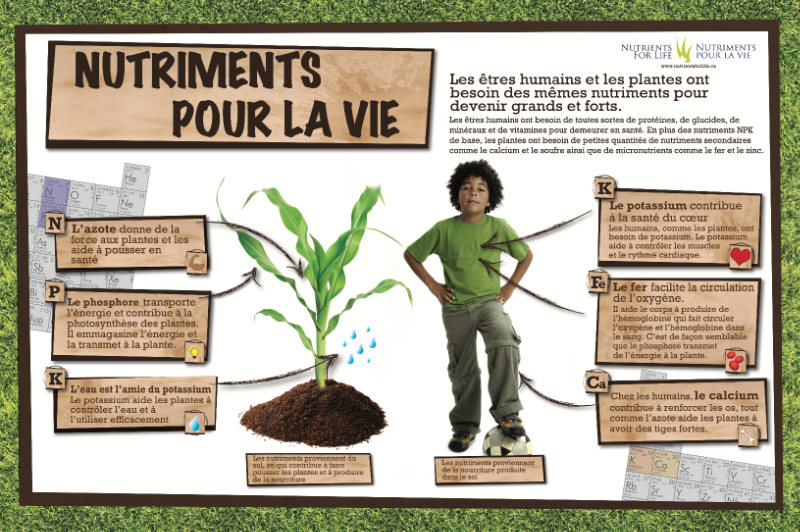 What Nutrients do Plants Need poster - French