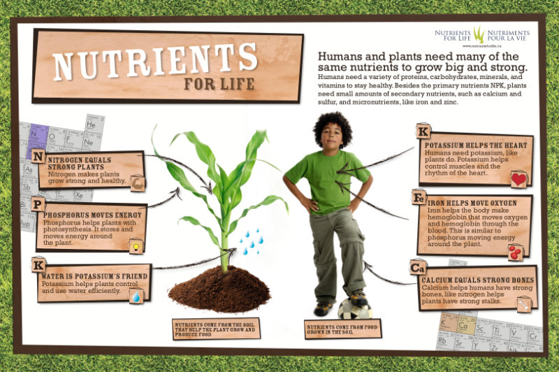 What Nutrients do Plants Need poster